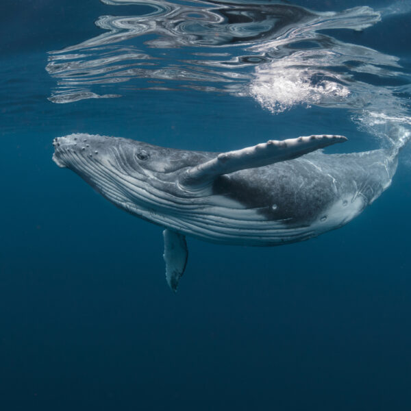 baleine polynésie