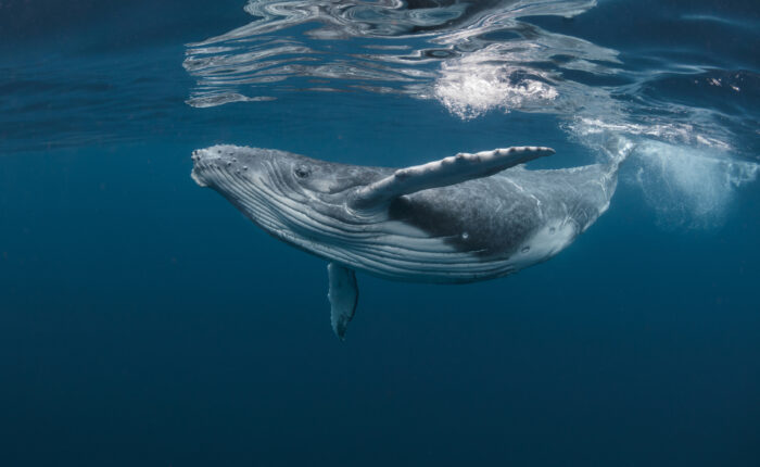 baleine polynésie