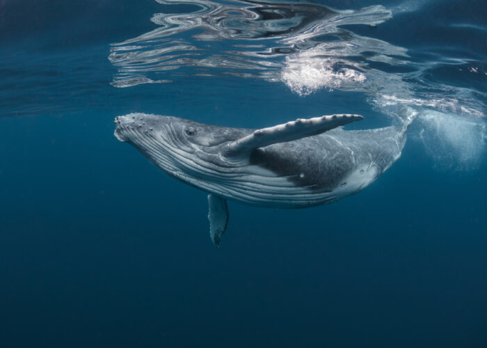 baleine polynésie