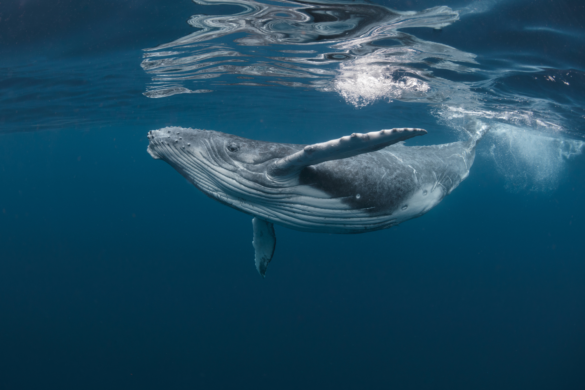 baleine polynésie